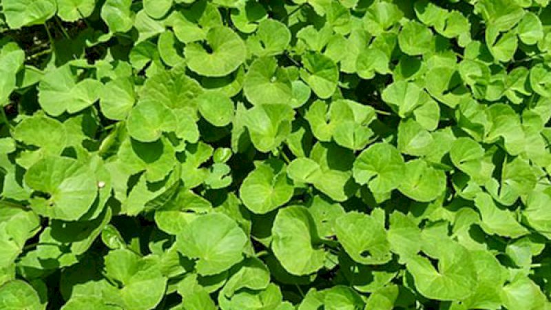 Brahmi atau bacopa monnieri