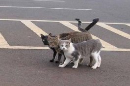 Di Kota Ini Pengendara Bayar Denda Tilang dengan Membantu Kucing