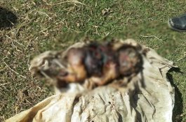 Mayat Bayi Ditemukan di Bone: Kepala Tinggal Tengkorak, Gunting Menempel di Punggung