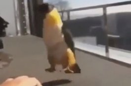 Viral Burung Beo Menari Tarian Tradisional Rusia