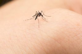 Ngeri! Ada Nyamuk Bawa Virus Otak Mematikan di Amerika Serikat