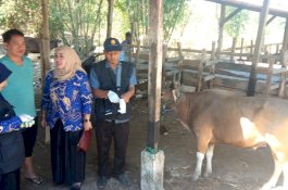 Sebelum Beli Hewan Kurban, Ini Tips dari Dinas Peternakan Gowa