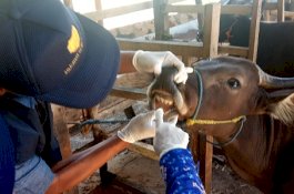 Gowa Target Cek 636 Ribu Hewan Kurban, Waspada Sapi Gelonggongan