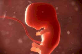 Ilmuan di China Ciptakan Embrio Hibrida, Organ Manusia Ditanam di Monyet