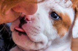 Gara-gara Lukanya Dijilati Anjing, Wanita Ini Harus Kehilangan Lengan