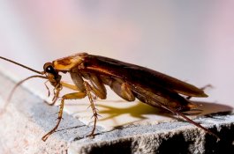 Robot Kecoak ini Diharap Bisa Membantu Dalam Upaya Penyelamatan