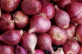 Terkait Dugaan Mark Up Bibit Bawang di Enrekang, Ini Penjelasan Kadis Pertanian