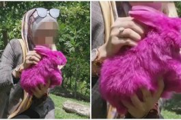 Warnai Kelinci hingga Merah Muda, Peternakan di Malaysia Dapat Cibiran Netizen