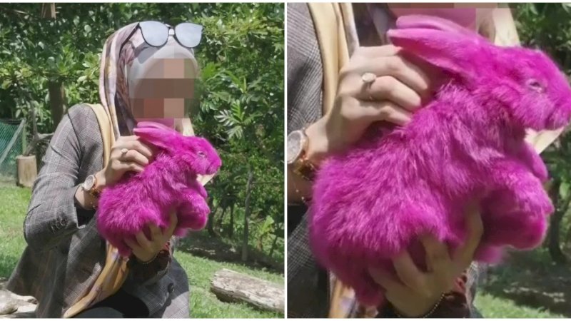 Warnai Kelinci hingga Merah Muda, Peternakan di Malaysia Dapat Cibiran Netizen