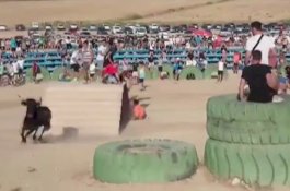 Banteng Mengamuk Serang Pria saat Festival di Spanyol
