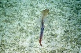 Cumi-cumi Langka Tertangkap Kamera di Laut Dalam