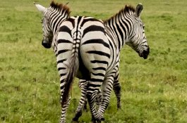 Fotografer Menangkap Foto Luar Biasa Zebra Berkepala Dua