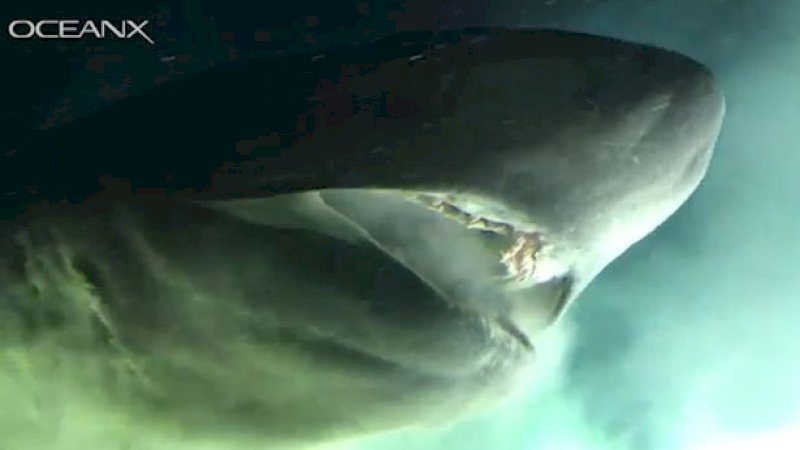 Momen Langka, Peneliti Bertemu Hiu Purba di Laut Dalam