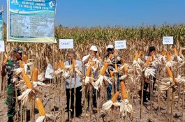 Meski Kemarau, Gowa Optimis Capai Target Produksi Jagung 250 Ribu Ton