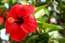 5 Bunga yang Dapat Dimakan dan Manfaatnya untuk Kesehatan