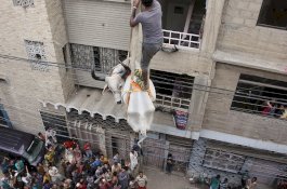 Jelang Idul Adha, Sapi Diturunkan dari Atap Pakai Derek