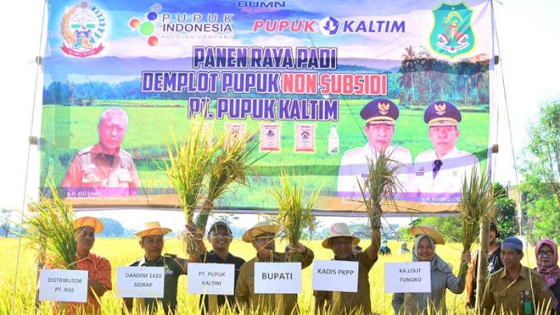 Bupati Sidenreng Rappang, Dollah Mando menghadiri panen raya padi demplot pupuk nonsubsidi, Senin (5/8/2019).