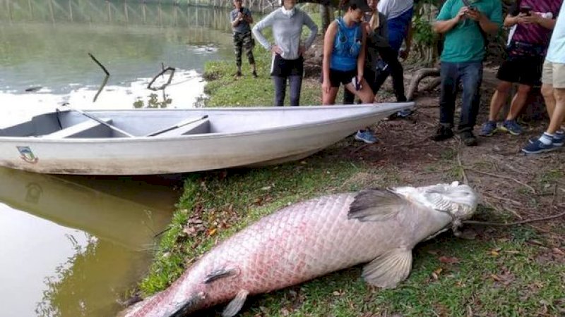 Ikan Besar dari Amazon Ditemukan Mati di Danau Sabah