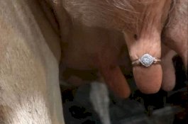 Peternak Lamar Gadis dan Simpan Cincin di Ambing Sapi, Netizen: Mengerikan