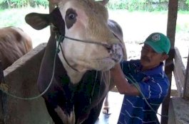 Dibeli Jokowi Rp85 Juta, Mike Tyson Tidur di Atas Karpet Seharga Rp2 Juta