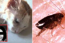 Digigit Kutu Kucing, Gadis 16 Tahun Meninggal Terkena Infeksi Darah