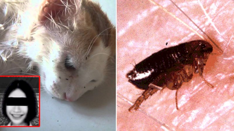 Digigit Kutu Kucing, Gadis 16 Tahun Meninggal Terkena Infeksi Darah