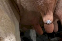 Pasang Cincin Tunangan di Puting Susu Sapi, Cowok Ini Jadi Bulan-Bulanan