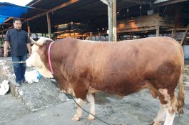 Ini Sapi Kurban Jokowi di Sulsel, Beratnya 970 Kg