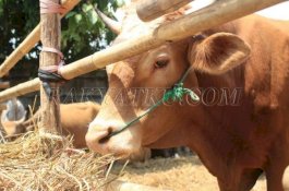 Stok Sapi Kurban di Sulsel Mencapai 50 Ribu Ekor