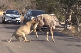 Foto! Singa Menerkam Rusa di Tengah Jalan, di Depan Pengendara