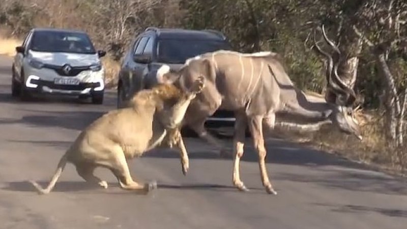 Kruger Sightings