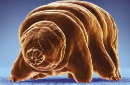 Mahkluk Ini Diyakini Ilmuan Hidup di Bulan