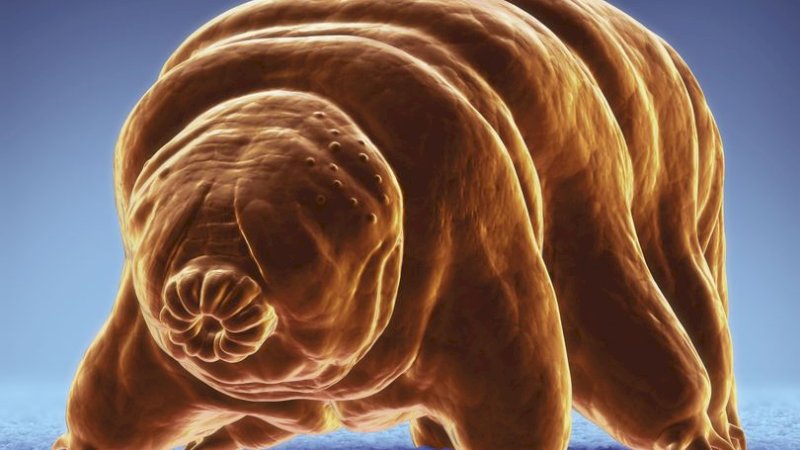 Mahkluk Ini Diyakini Ilmuan Hidup di Bulan