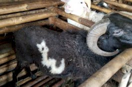 Kambing Berlafaz Allah Ditawar Rp50 Juta, Pemilik Enggan Jual