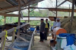 Pastikan Kelayakan Hewan Kurban, Wali Kota Parepare Tinjau Peternakan Sapi