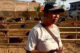 Sehari Sebelum Iduladha, Pembeli Sapi Sepi