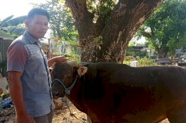 26 Ekor Sapi Milik Warga Gowa Ini Habis Dalam 20 Hari