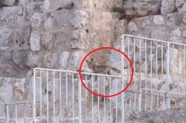 Rubah Terlihat di Dekat Tembok Ratapan, Dikaitkan Dengan Ramalah Yahudi