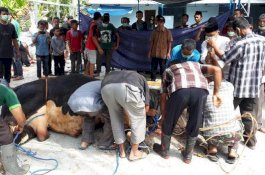 Sapi Jokowi Memberontak, Warga Gunungkidul Luka Kena Tendangan di Lutut
