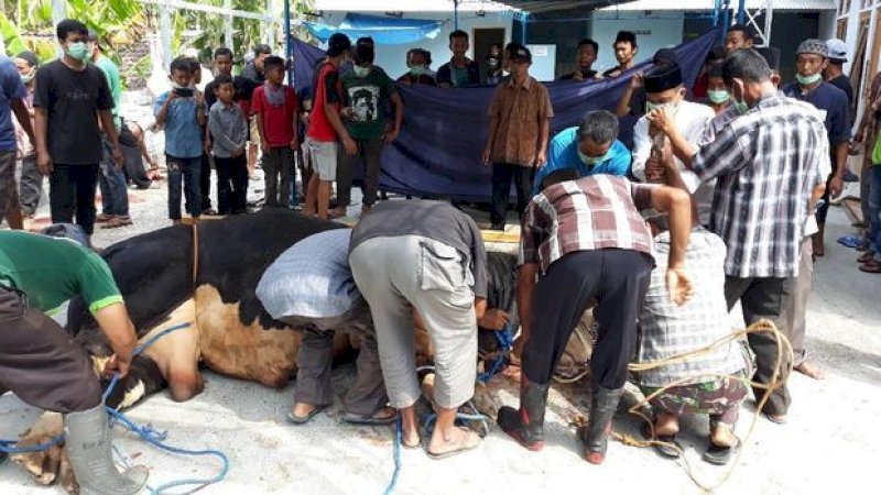 Proses penyembelihan sapi kurban Presiden Jokowi di Gunungkidul, Minggu (11/8/2019).