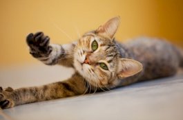 Ini Alasan Kucing Suka Meregangkan Tubuhnya