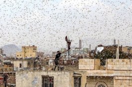 Ilmuwan Sebut Pemanasan Global Picu Wabah Belalang Seperti dalam Alkitab