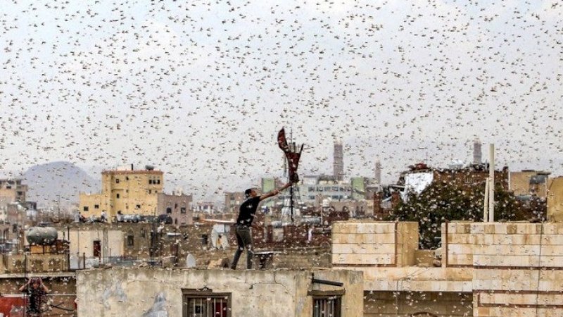 Fenomene belalang di Sanaa, Yaman