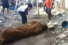 Video Detik-Detik Warga Cimahi Meninggal saat Hendak Sembelih Sapi Kurban