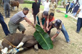Kurban Tiga Ekor Sapi, Wali Kota Parepare Sembelih Sendiri 