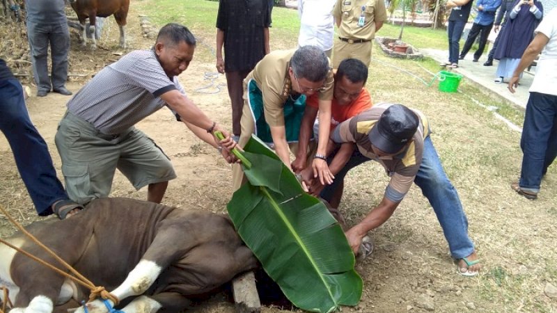Wali Kota Parepare, HM Taufan Pawe menyembelih sendiri sapi kurbannya, Senin (12/8/2019).