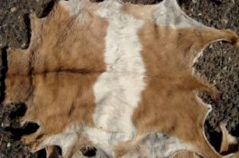 Menjual Kulit Hewan Kurban, Bagaimana Hukumnya?