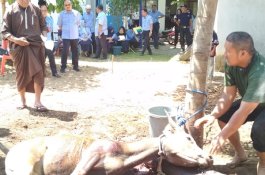 Pegawai PDAM Makassar Kurban 18 Ekor Sapi