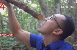 Inilah Bajakah, Tanaman Fenomenal Penyembuh Kanker Stadium 4 