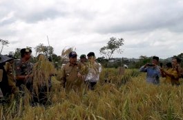 Bupati Sidrap Panen Padi Gogo di Pitu Riase